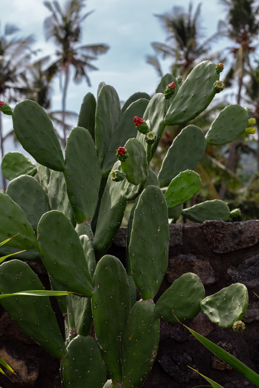 Villa Cactus Poolside Cactus