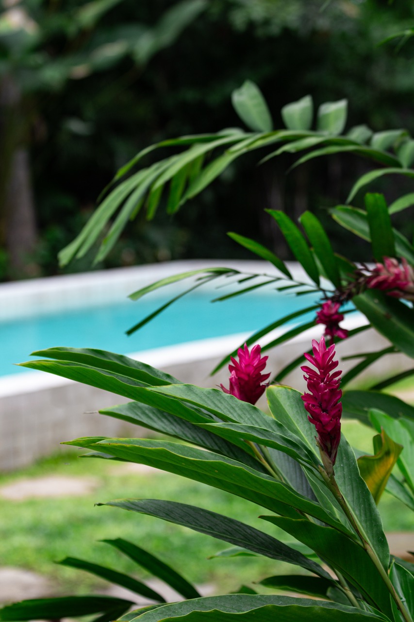 Villa Cactus Pool Flowers